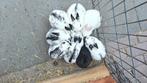 Lieve en tamme konijntjes - zowel rammetjes als voedsters🐰, Dieren en Toebehoren, Vrouwelijk