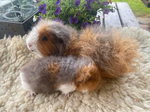 Ch teddy cavia, Dieren en Toebehoren, Knaagdieren, Mannelijk, Cavia, Juni, Tam