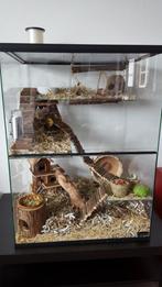 Terrarium voor Degoes, Gerbils, ratten, muizen - Gerbilarium, Dieren en Toebehoren, 60 tot 90 cm, Ophalen of Verzenden, Muis, Hok