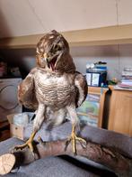 Havik op boomstronk, Ophalen, Gebruikt, Vogel, Opgezet dier