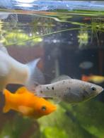 Baby Mollys, Dieren en Toebehoren, Vis
