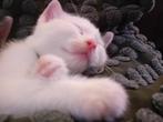 Kitten  😸 super mooie kitten 😸, Dieren en Toebehoren, Katten en Kittens | Overige Katten, Kortharig, 0 tot 2 jaar, Kater