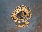 1.0 Pastel yb.66% dh desertghost pied nk.dec.2024, Dieren en Toebehoren, Reptielen en Amfibieën, Slang
