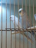 Broedrijp koppel grijsvleugel, Dieren en Toebehoren, Vogels | Parkieten en Papegaaien, Meerdere dieren, Parkiet, Geringd