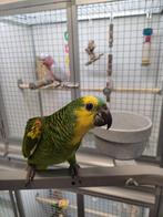 blauwvoorhoofd amazone, Dieren en Toebehoren, Meerdere dieren, Papegaai, Pratend