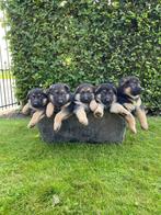 Duitse herder pups met rechte rug, Dieren en Toebehoren, België, Particulier, Rabiës (hondsdolheid), 8 tot 15 weken
