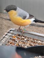 Nordische Goudvinken, Koppel in Gelbpastell, Dieren en Toebehoren, Vogels | Overige Vogels, Meerdere dieren, Wildzangvogel, Geringd