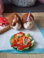 2 Lieve cavia  broertjes zoeken een gezellig huisje, Cavia, Mannelijk, Januari, Tam