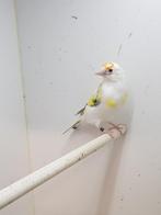 Te koop, Dieren en Toebehoren, Vogels | Kanaries, Mannelijk, Bastaard