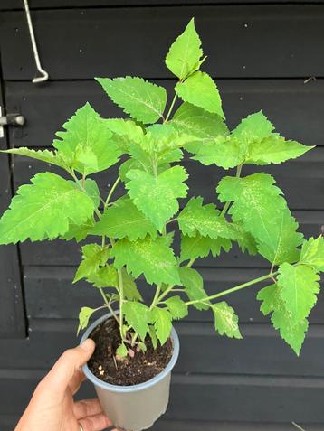 Fazantenbes of grootmoedersoorbellen-eetbaar- BIOLOGISCH beschikbaar voor biedingen