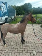 Welsh A merrie, Dieren en Toebehoren, Merrie, B, Gechipt, B pony (1.17m tot 1.27m)