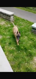 Hond Mechelse herder, Dieren en Toebehoren, Honden | Herdershonden en Veedrijvers, België, Particulier, Reu, CDV (hondenziekte)