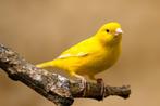 Man Kanarie 2025, Dieren en Toebehoren, Vogels | Kanaries, Mannelijk, Kleurkanarie