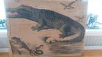 Vintage schoolplaat met Krokodil en reptielen, Antiek en Kunst, Antiek | Schoolplaten, Ophalen, Natuur en Biologie