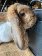 Konijn, Dieren en Toebehoren, Konijnen, Vrouwelijk, Groot, Hangoor, 0 tot 2 jaar