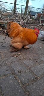 Mooie cochin kriel haan!, Dieren en Toebehoren, Mannelijk, Kip