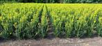 Buxus struiken, Ophalen, Buxus, Minder dan 100 cm