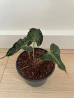 Alocasia loco, Huis en Inrichting, Kamerplanten, Overige soorten, In pot, Minder dan 100 cm, Groene kamerplant