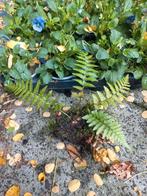 Varen tuin vaste plant groen, Tuin en Terras, Planten | Tuinplanten, Ophalen, Vaste plant, Varens, Halfschaduw