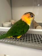 Super lieve roestkop caique, Dieren en Toebehoren, Vogels | Parkieten en Papegaaien, Geslacht onbekend, Papegaai, Geringd