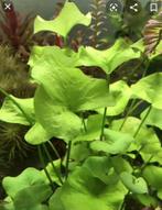 Aquarium planten nymphoides sp taiwan en rotala rotundifolia, Dieren en Toebehoren, Nieuw, Plant(en), Steen of Hout, Ophalen of Verzenden