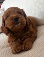 F1 Cockapoo Pups Amerikaanse Cockerspaniël Poedel Kruising, Poedel, Meerdere, Meerdere dieren, Nederland