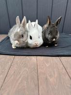 Baby konijnen, Dieren en Toebehoren, Konijnen, Meerdere dieren