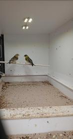 Koppel baardsijzen, Dieren en Toebehoren, Meerdere dieren