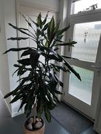 Yucca (- DRAKENBLOEDBOOM), Ophalen, 100 tot 150 cm, Halfschaduw, Yucca