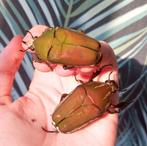 MTU kevers, Dieren en Toebehoren, Insecten en Spinnen