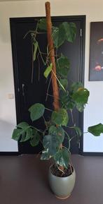 Monstera Variegata., Huis en Inrichting, Kamerplanten, Ophalen, Halfschaduw, Minder dan 100 cm