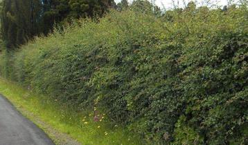 Goedkope meidoorn haag, Crataegus hagen beschikbaar voor biedingen