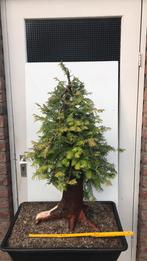 Metaseqoia bonsai, Tuin en Terras, Planten | Bomen, Ophalen, Bloeit niet, Halfschaduw, Overige soorten
