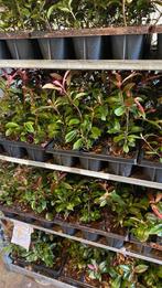 Een haag voor de kleine portomonee (glansmispel), Tuin en Terras, Planten | Struiken en Hagen, Ophalen, Overige soorten, 100 tot 250 cm