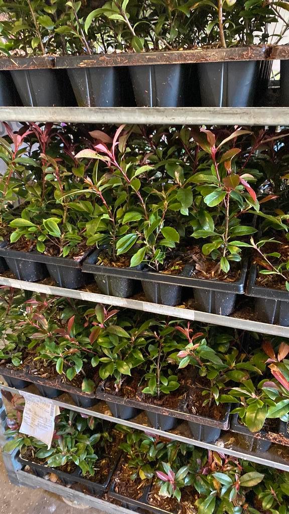 Een haag voor de kleine portomonee (glansmispel), Tuin en Terras, Planten | Struiken en Hagen, Overige soorten, 100 tot 250 cm