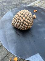 Decoratie tuin, Tuin en Terras, Ophalen