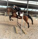 Absoluut lieve, betrouwbare en super stoere ruin!, Dieren en Toebehoren, Paarden, Gechipt, Ruin, L, 11 jaar of ouder