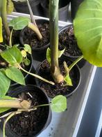 Surinaamse Tayerblad Plantjes - Jonge Planten, Ophalen, Bloeit niet, Halfschaduw, Groenteplanten