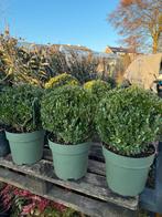 Ilex bollen van echte topkwaliteit machinaal rond geknipt, Tuin en Terras, Planten | Tuinplanten, Vaste plant, Bloeit niet, Halfschaduw