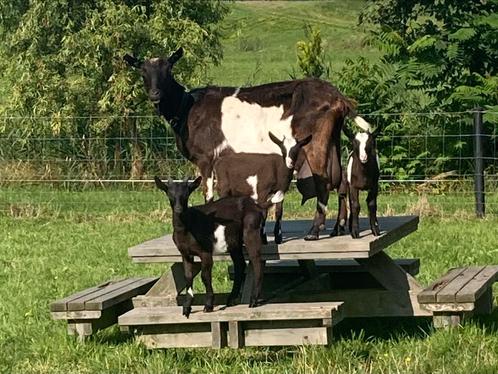 Mooie makke geiten, Dieren en Toebehoren, Schapen, Geiten en Varkens, Geit, Meerdere dieren