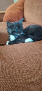 Zwart Smoke met wit Maine coon kitten met stamboom, Dieren en Toebehoren, Kater, Met stamboom