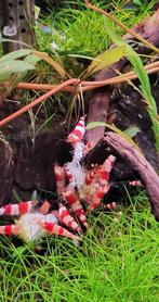 Crystal red shrimps garnalen, Dieren en Toebehoren, Vissen | Aquariumvissen, Kreeft, Krab of Garnaal