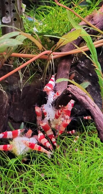 Hele mooie crystal red  garnalen prl shrimps  beschikbaar voor biedingen