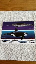 Postkaart Naturalis - Narwal - Orka - Walvis, Ophalen of Verzenden, 1980 tot heden, Ongelopen, Waterdier