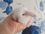 Engels Mini Lop Dwerghangoor konijntje, Dieren en Toebehoren, Meerdere dieren, Dwerg, Hangoor