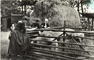 Hierden - vrouwen varkens - gelopen