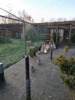 Mooie fleseenden, Ophalen of Verzenden, Overige typen