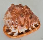 Grote Cassis Rufa helmschaal 16cm langs, Ophalen of Verzenden