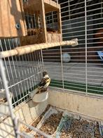 1 jaar oud Kanarie met kooi, Dieren en Toebehoren, Vogels | Kanaries, Mannelijk