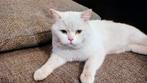 Unieke Kater met 2 oog kleuren, Dieren en Toebehoren, Katten en Kittens | Overige Katten, Kater